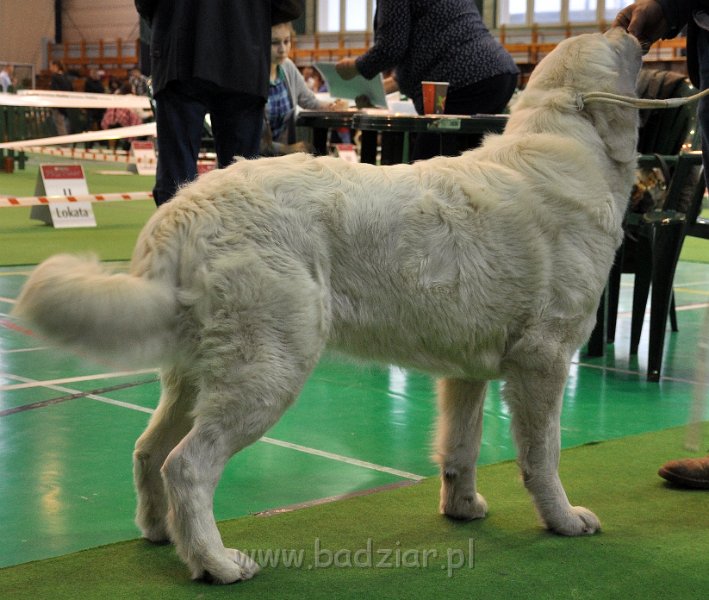 owczarek-podhalanski-8361.jpg - Owczarek Podhalański - LASZKA LUNA Badziar (14,5 miesiąca)