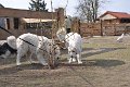 owczarek-podhalanski-4052