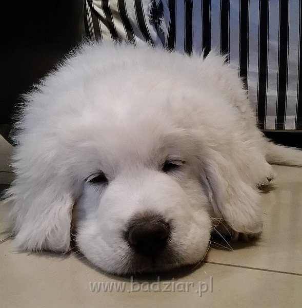 20141129_170739.jpg - Owczarek Podhalański - LEJBUŚ LEO Badziar 