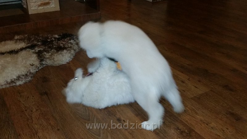 20141206_163008.jpg - Owczarek Podhalański - LEJBUŚ LEO Badziar i LUPUS LUPO Badziar