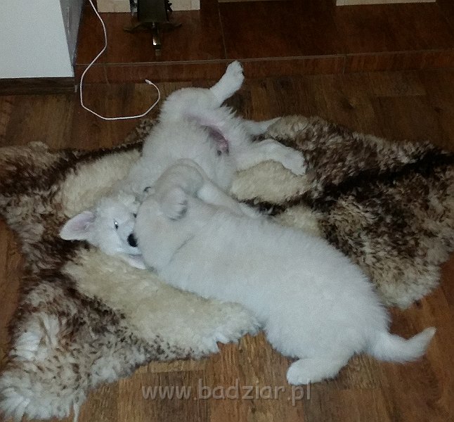 20141206_163458.jpg - Owczarek Podhalański - LEJBUŚ LEO Badziar i LUPUS LUPO Badziar