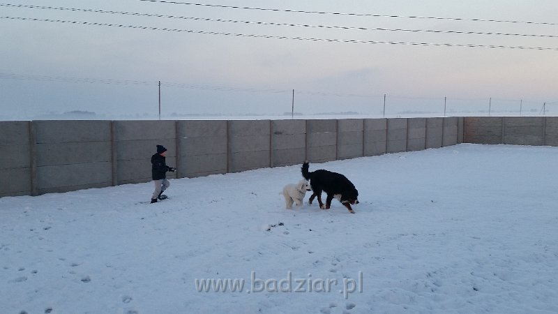 20150106_154243.jpg - Owczarek Podhalański - LEJBUŚ LEO Badziar