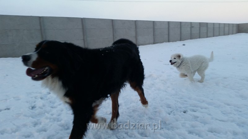 20150106_154702.jpg - Owczarek Podhalański - LEJBUŚ LEO Badziar