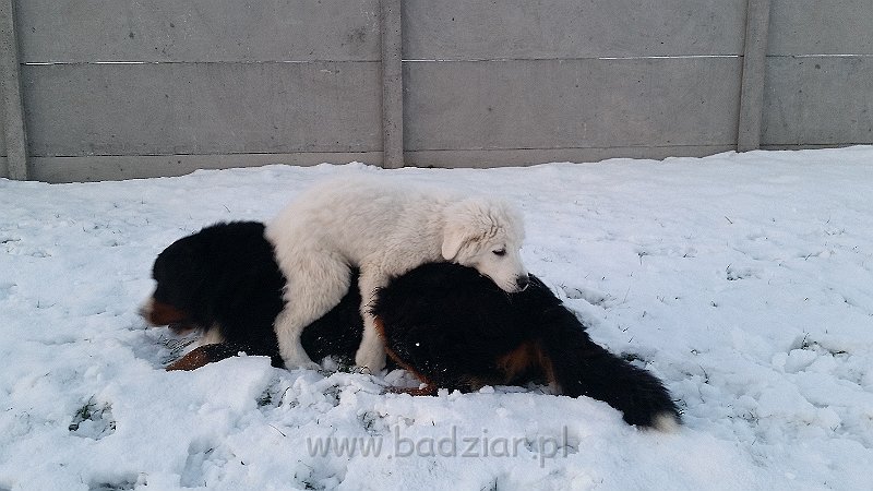20150106_155004.jpg - Owczarek Podhalański - LEJBUŚ LEO Badziar