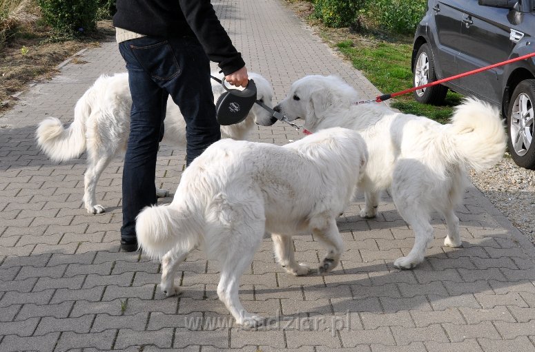 owczarek-podhalanski-8166.jpg - Owczarek Podhalański - Spotkanie L.L. Badziarków w przeddzień pierwszych urodzin - od lewej: LUZAK LIDO, LEJDI LAMIA i LEJBUŚ LEO 