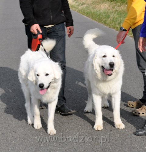 owczarek-podhalanski-8172.jpg - Owczarek Podhalański - od lewej: LUZAK LIDO Badziar i LEJBUŚ LEO Badziar (1 rok)