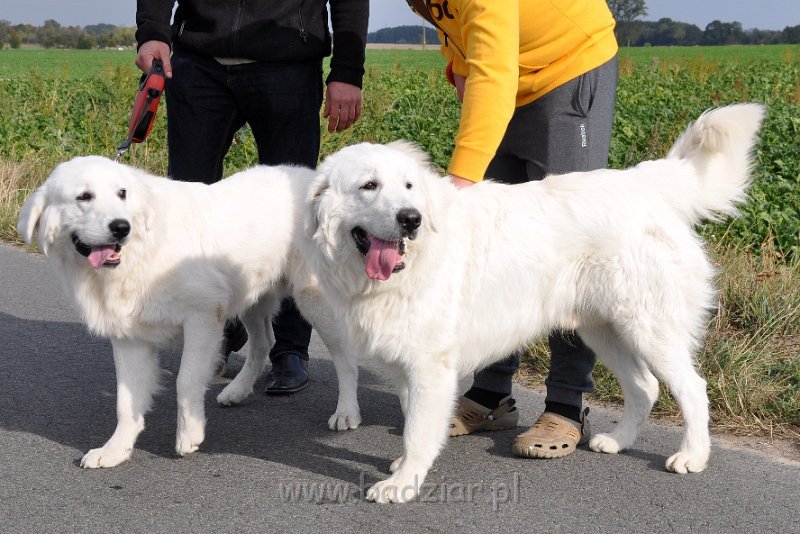 owczarek-podhalanski-8177.jpg - Owczarek Podhalański - od lewej: LUZAK LIDO Badziar i LEJBUŚ LEO Badziar (1 rok)