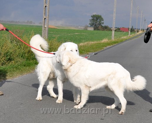 owczarek-podhalanski-8183.jpg - Owczarek Podhalański - od lewej: LEJBUŚ LEO Badziar (1 rok) i LEJDI LAMIA Badziar