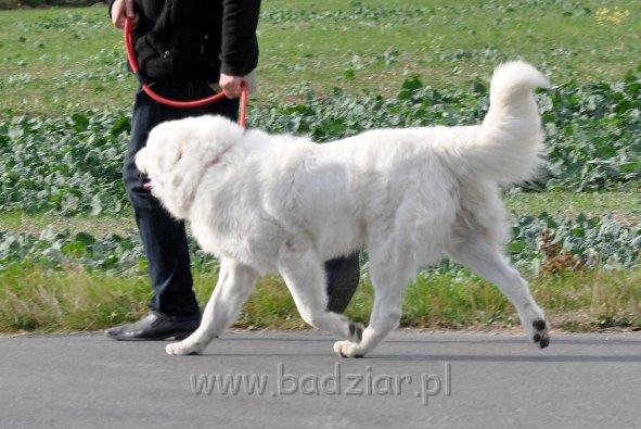 owczarek-podhalanski-8198.jpg - Owczarek Podhalański - LEJBUŚ LEO Badziar (1 rok)