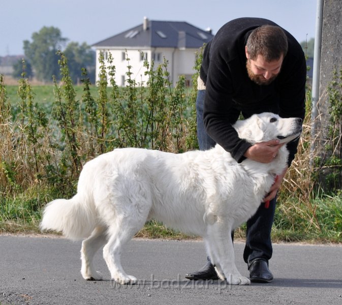 owczarek-podhalanski-8204.jpg - Owczarek Podhalański - LEJBUŚ LEO Badziar (1 rok)
