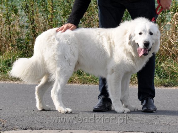 owczarek-podhalanski-8208.jpg - Owczarek Podhalański - LEJBUŚ LEO Badziar (1 rok) 