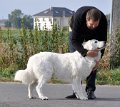 owczarek-podhalanski-8204