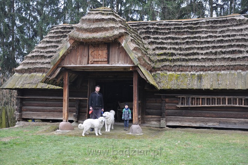 dsc_3902.jpg - Owczarek Podhalański - od lewej: LEJDI LAMIA Badziar (6 miesięcy), BOHUN Cobegarden