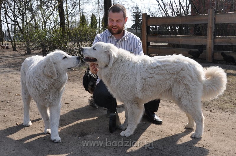 dsc_4032.jpg - Owczarek Podhalański - od lewej: LASZKA LUNA Badziar, LEJDI LAMIA Badziar (6,5 miesiąca)
