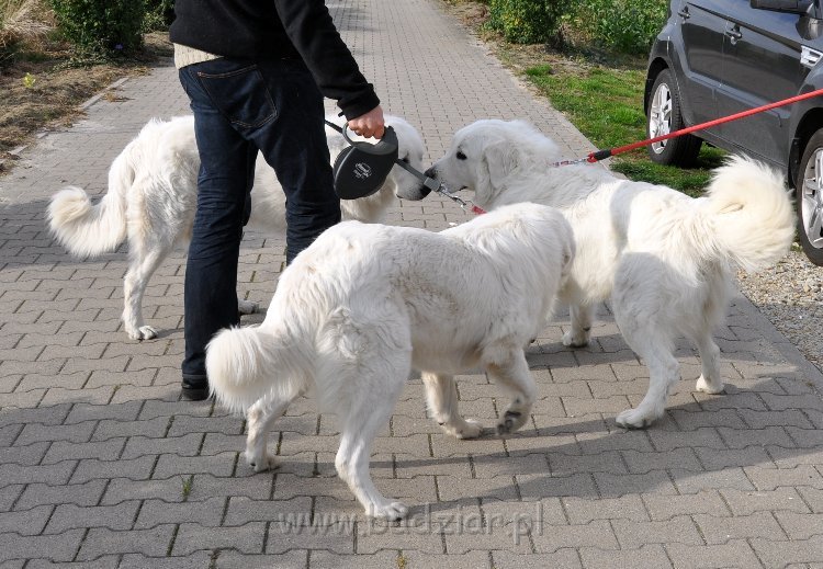 dsc_8166.jpg - Owczarek Podhalański - Spotkanie L.L. Badziarków  przeddzień pierwszych urodzin - od lewej: LUZAK LIDO, LEJDI LAMIA, LEJBUŚ LEO