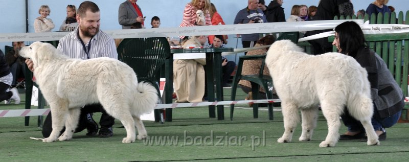 dsc_4118.jpg - Owczarek Podhalański - od lewej: LEJDI LAMIA Badziar, LUZAK LIDO Badziar (6,5 miesiąca)