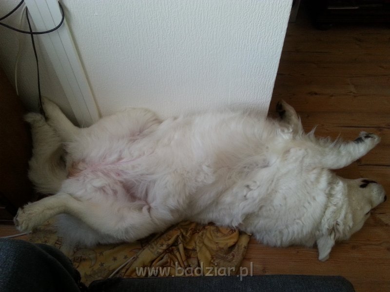 20150307_162525.jpg - Owczarek Podhalański - PSOTNA PIXI Badziar (9 lat)