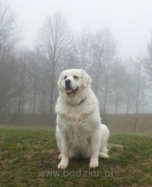 20150311_083903~2.jpg - Owczarek Podhalański - PSOTNA PIXI Badziar (9 lat)