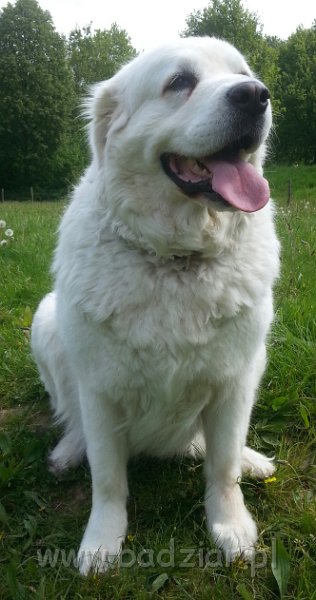 20150517_122549~2.jpg - Owczarek Podhalański - PSOTNA PIXI Badziar (9 lat)