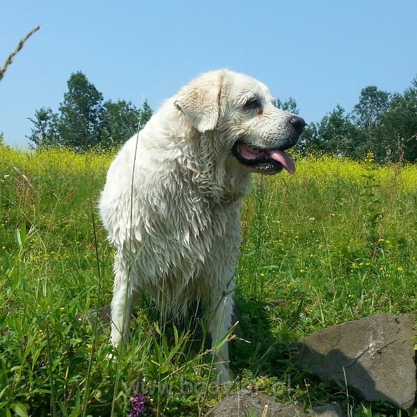 20150703_135805~2.jpg - Owczarek Podhalański - PSOTNA PIXI Badziar (9 lat)