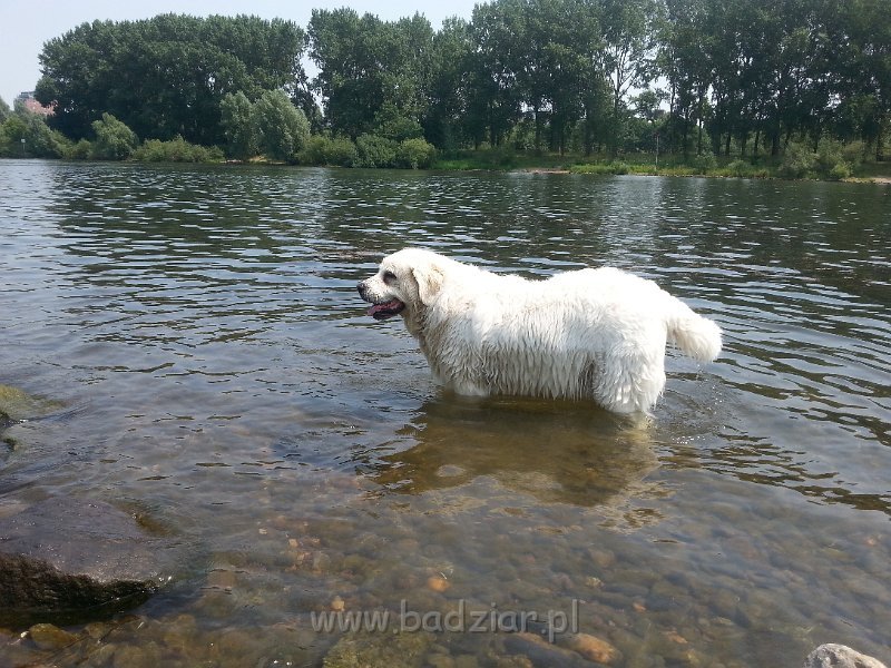 20150703_135855.jpg - Owczarek Podhalański - PSOTNA PIXI Badziar (9 lat)