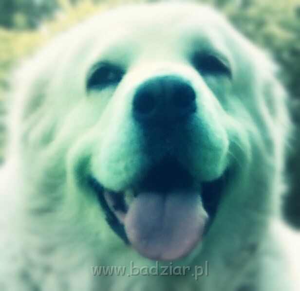 20150711_120942_20150807203447238.jpg - Owczarek Podhalański - PSOTNA PIXI Badziar (9 lat)