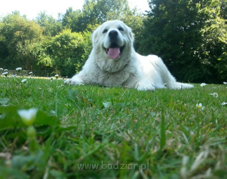 20150711_120951~2.jpg - Owczarek Podhalański - PSOTNA PIXI Badziar (9 lat)