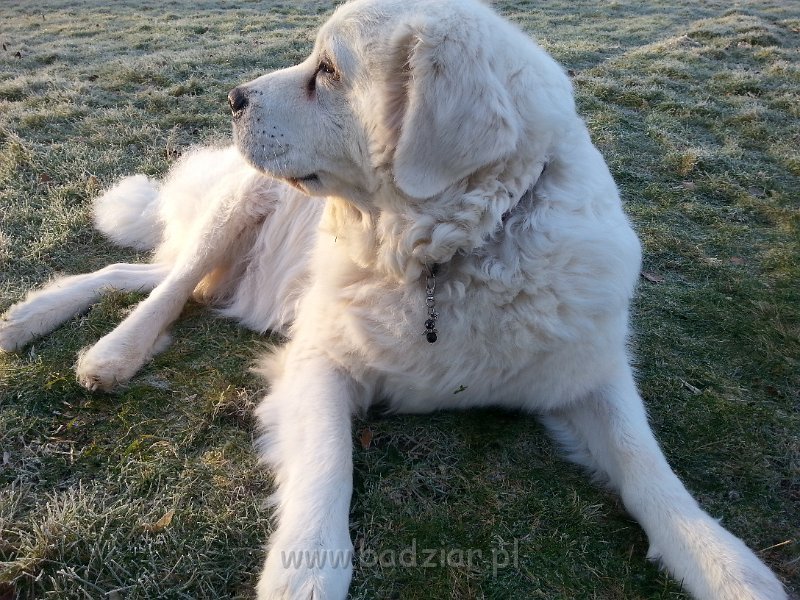 20160225_083059.jpg - Owczarek Podhalański - PSOTNA PIXI Badziar (9.5 lat)