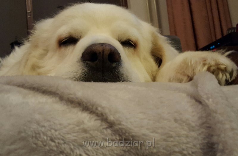 20161124_135232.jpg - Owczarek Podhalański - PSOTNA PIXI Badziar (10 lat)