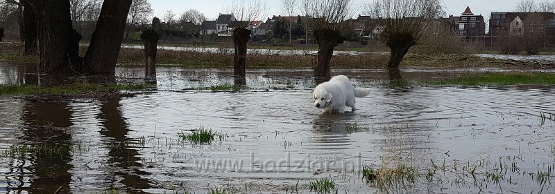 20170311_000237.jpg - Owczarek Podhalański - PSOTNA PIXI Badziar (10 lat)