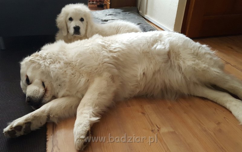 20170416_093108.jpg - Owczarek Podhalański - GRZECZNIŚ GACEK Badziar (4 miesiące) i PSOTNA PIXI Badziar (10.5 lat)