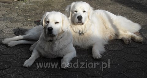 podhalan0149.jpg - Owczarek Podhalański - PSOTNA PIXI Badziar (po lewej) i PIESZCZOCH PIT Badziar