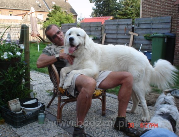 podhalani00313.jpg - Owczarek Podhalański - PIESZCZOCH PIT Badziar ( Dunaj ) - jak pieszczoch - to pieszczoch :)