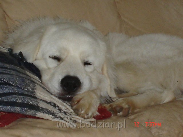 podhalani00332.jpg - Owczarek Podhalański - PIESZCZOCH PIT Badziar ( Dunaj )