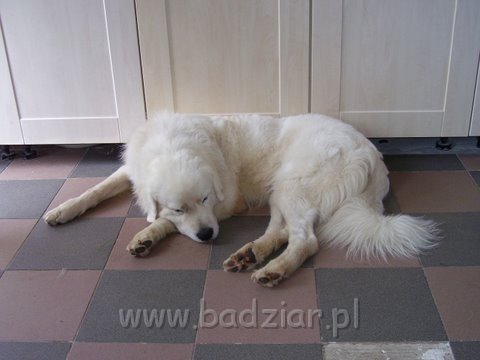podhalani_0146.jpg - Owczarek Podhalański - PIESZCZOCH PIT Badziar ( Dunaj )
