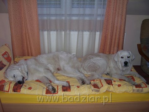podhalani_0262.jpg - Owczarek Podhalański - od lewej PIESZCZOCH PIT Badziar ( Dunaj ) i PSOTNA PIXI Badziar