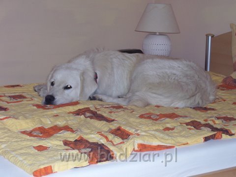 podhalani_0265.jpg - Owczarek Podhalański - PSOTNA PIXI Badziar