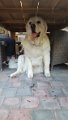20170618_181810_resized