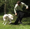 podhalan_4411