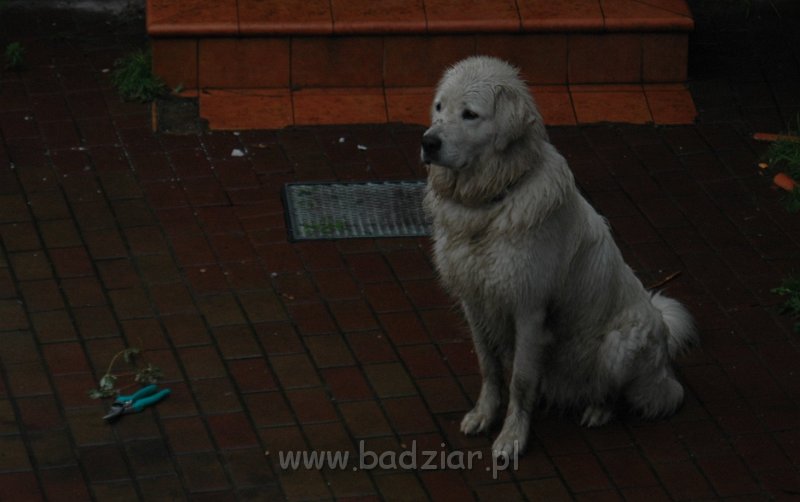 podhalani00_0198.jpg - Owczarek podhalański - PRZEKORNA PROXIMA Badziar - ogrodniczka (sekator w gotowości)