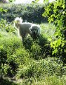 podhalan_1620