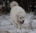 podhalan_5174a