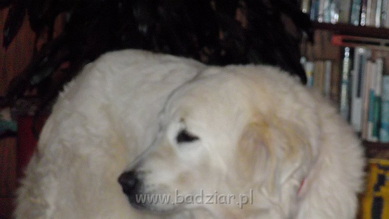 owczarek-podhalanski-f0069.jpg - Owczarek Podhalański - UCIECHA URSA Badziar (2.5 roku)