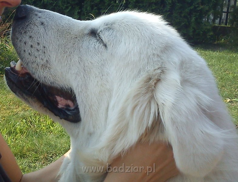 owczarekpodhalanski00165.jpg - Owczarek Podhalański - UNIKAT URSUS Badziar (13 miesięcy)