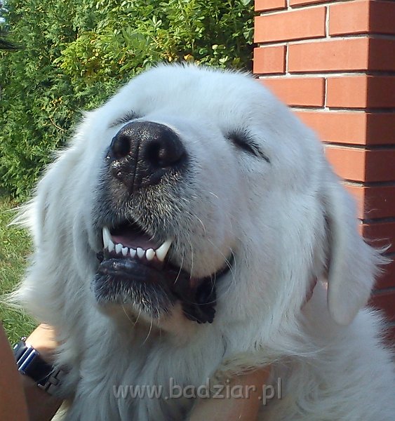 owczarekpodhalanski00167.jpg - Owczarek Podhalański - UNIKAT URSUS Badziar (13 miesięcy)
