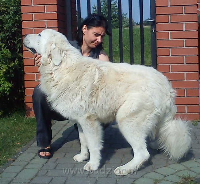 owczarekpodhalanski00170.jpg - Owczarek Podhalański - UNIKAT URSUS Badziar (13 miesięcy)