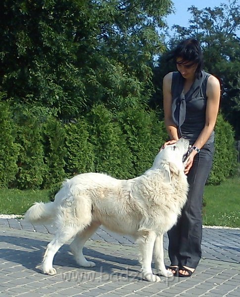 owczarekpodhalanski00172.jpg - Owczarek Podhalański - UNIKAT URSUS Badziar (13 miesięcy)