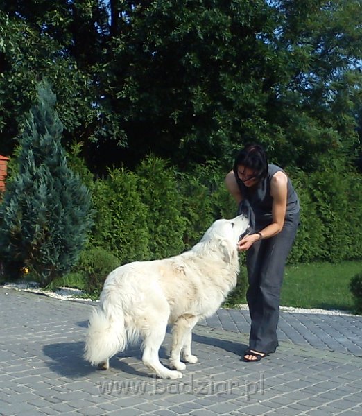 owczarekpodhalanski00173.jpg - Owczarek Podhalański - UNIKAT URSUS Badziar (13 miesięcy)