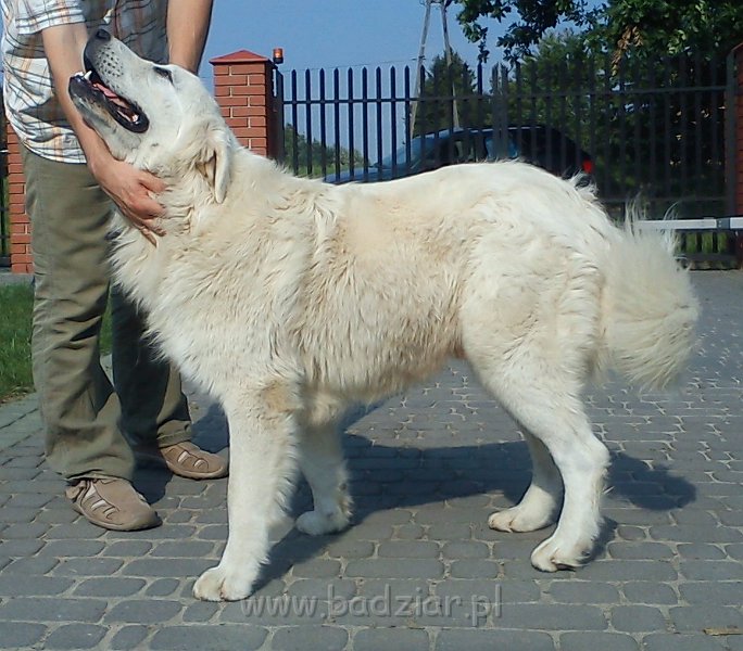owczarekpodhalanski00196.jpg - Owczarek Podhalański - UNIKAT URSUS Badziar (13 miesięcy)