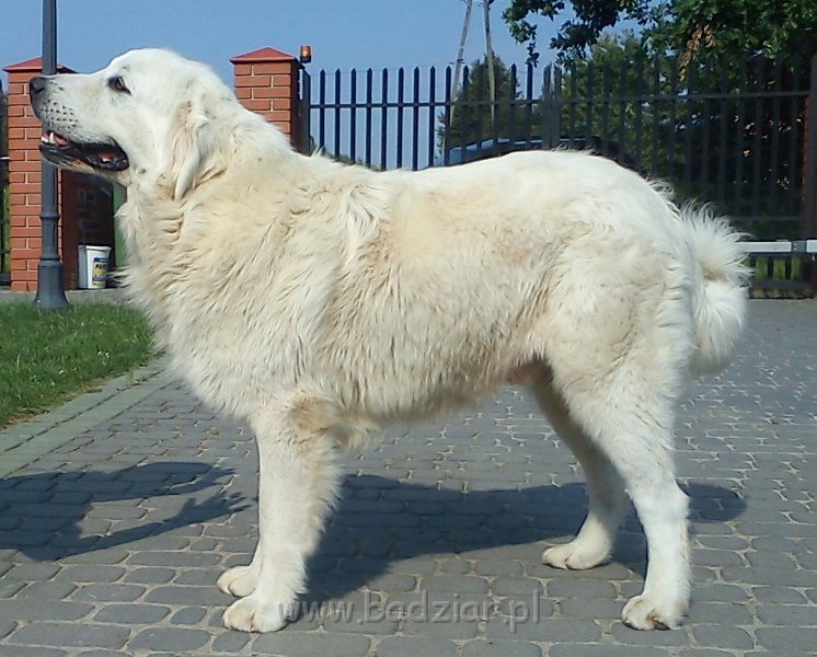 owczarekpodhalanski00198.jpg - Owczarek Podhalański - UNIKAT URSUS Badziar (13 miesięcy)